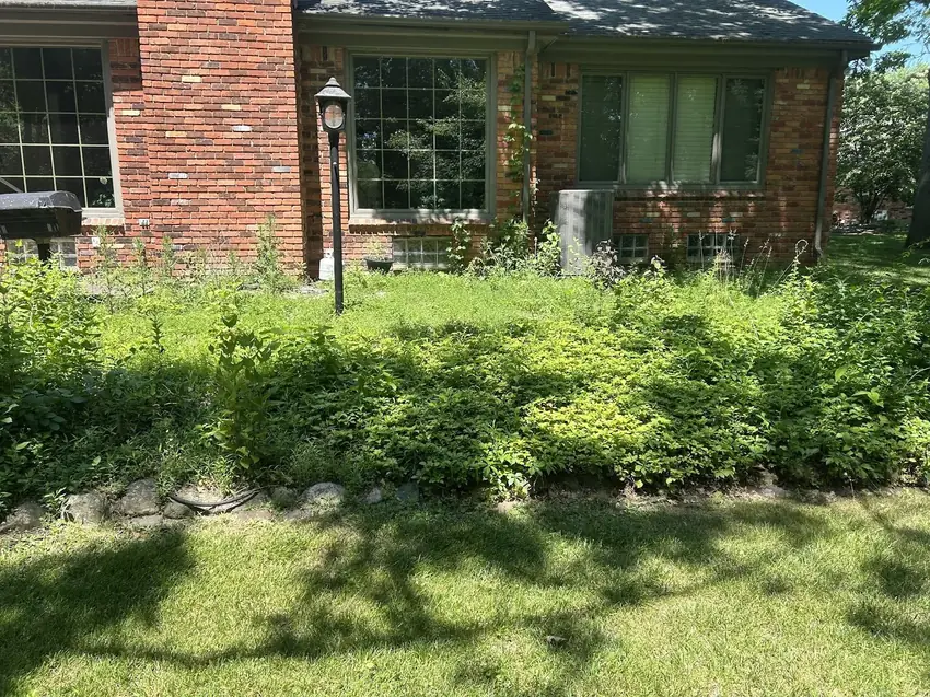 Overgrown foundation bed before an AJC Landscaping cleanup and reinstall